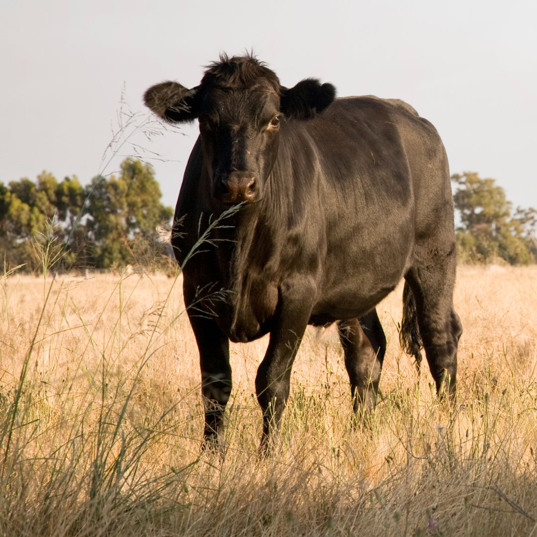 Picture for category Livestock 